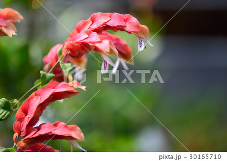 植物 工場 プランツ 30165710