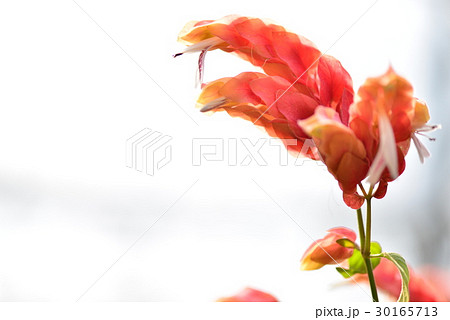 植物 工場 プランツ 30165713