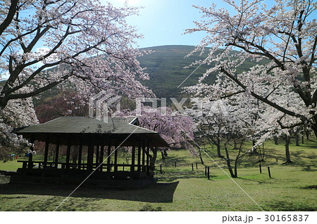 伊豆・大室山さくらの里 30165837