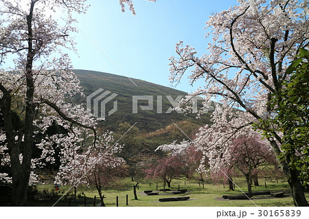 伊豆・大室山さくらの里 伊豆・大室山さくらの里 30165839