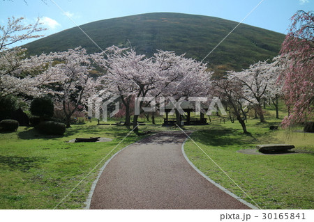 伊豆・大室山さくらの里 30165841
