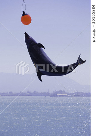イルカのハイジャンプの写真素材