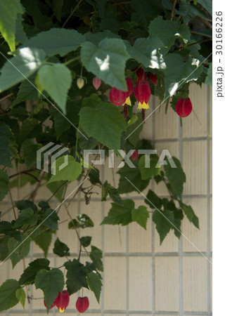 ウキツリボクの花 30166226