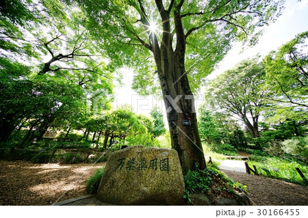 赤塚植物園の万葉薬用園 赤塚植物園の万葉薬用園 30166455