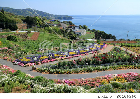 長島町の花風景 30166560