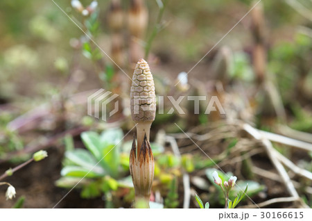 土手のつくし 30166615