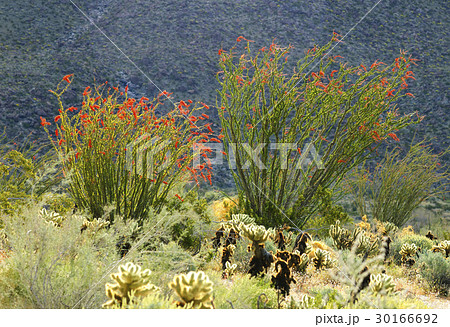 Blooming Desert Plant Ocotillo in USA Desert 30166692