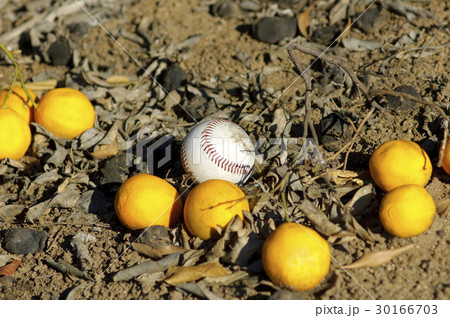 Baseball ball and oranges on a ground Baseball ball and oranges on a ground 30166703