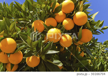 Ripe oranges hanging on a tree Ripe oranges hanging on a tree 30166704