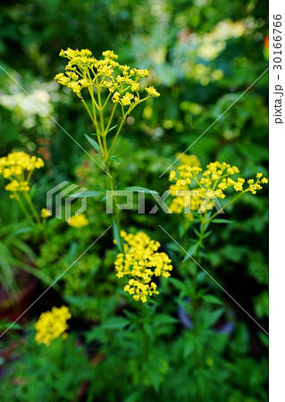 オミナエシ 30166766