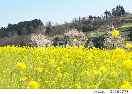 菜の花畑と春めき桜 30166773