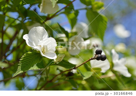 シロヤマブキ（白山吹） 30166846