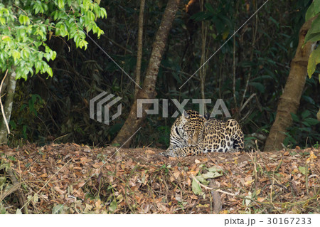 Jaguar from Pantanal, Brazil 30167233