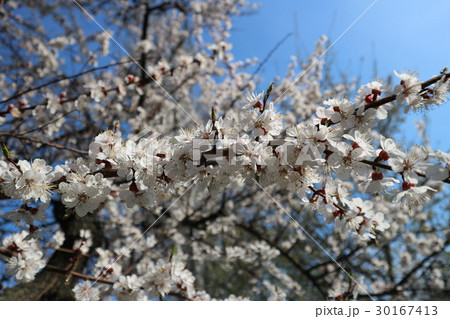 Apricot white flowers on a tree branch 30167413