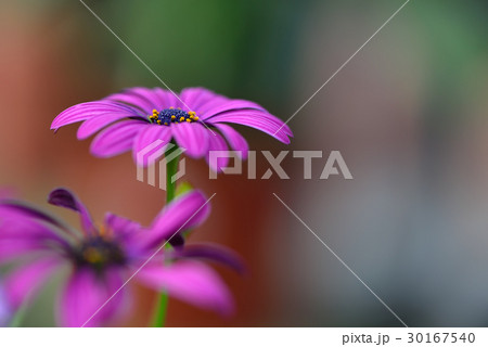 植物 工場 プランツ 30167540