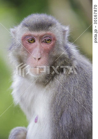 日本猿の写真素材