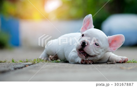 French bulldog white lying on the concrete floor. 30167887