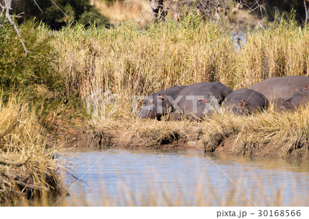 Herd of hippos sleeping, Isimangaliso Wetland Park 30168566