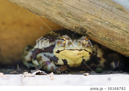 ヒキガエル 30168782