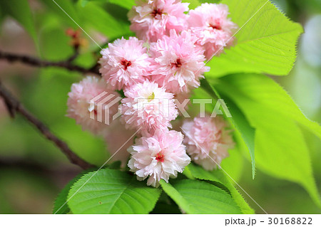 兼六園菊桜 30168822