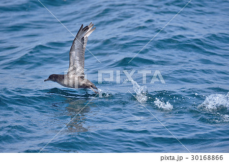 飛び立つミズナギドリ 30168866