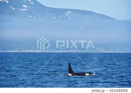 知床の海を泳ぐシャチ 知床の海を泳ぐシャチ 30168868
