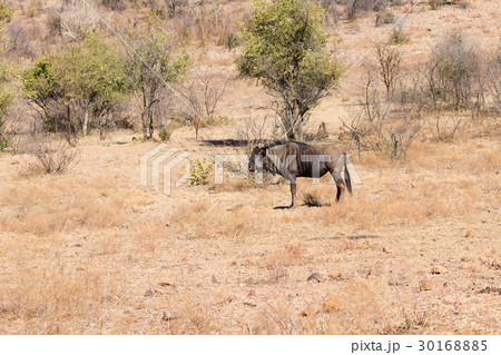 Wildebeest from Africa, Pilanesberg National Park 30168885