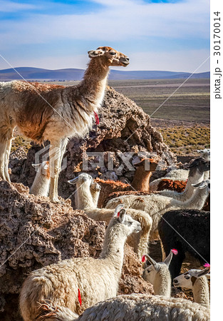Lamas herd in Bolivia Lamas herd in Bolivia 30170014