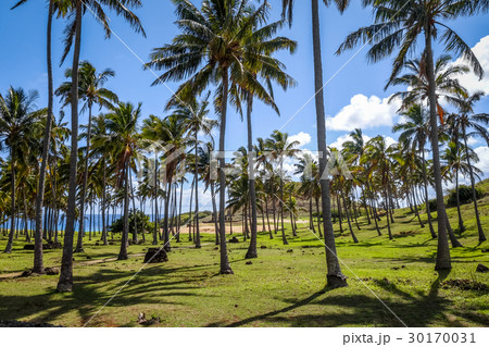 Anakena palm beach and Moais on Easter Island 30170031