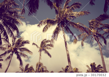 Palm trees on Anakena beach, easter island Palm trees on Anakena beach, easter island 30170032