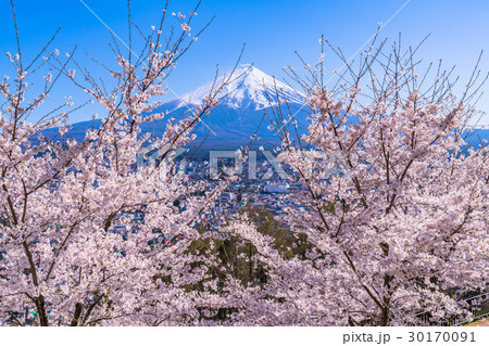 富士山と満開の桜 富士山と満開の桜 30170091