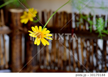 植物 工場 プランツ 30170188