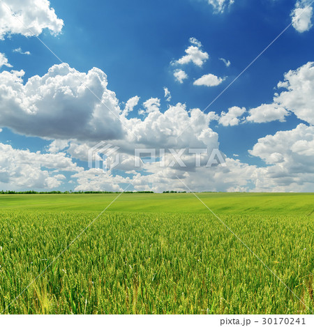 green agricultural field and low clouds over it 30170241