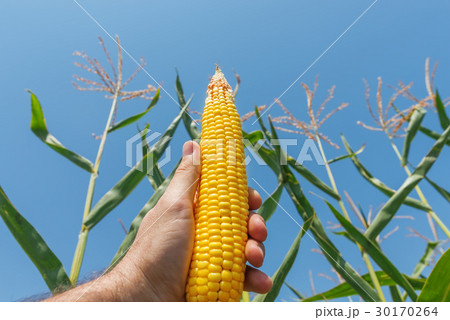golden maize in hand over field golden maize in hand over field 30170264