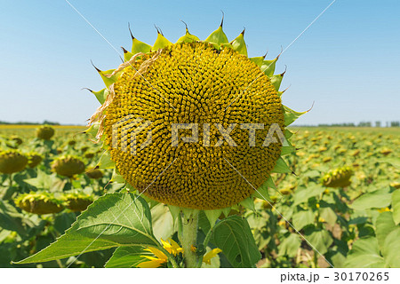 sunflower head close up after flowering on field sunflower head close up after flowering on field 30170265