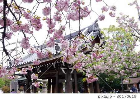 一心寺の八重桜 30170619