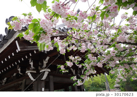 一心寺の八重桜 30170623