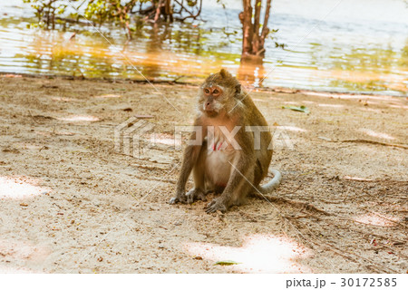 One macaque monkey on riverside 30172585