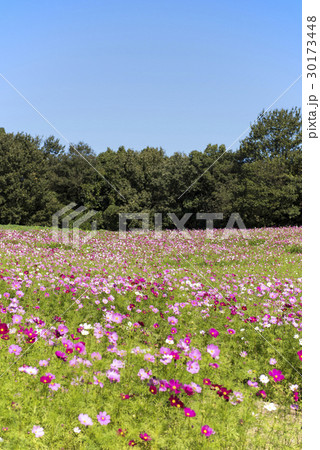 コスモス畑 30173448