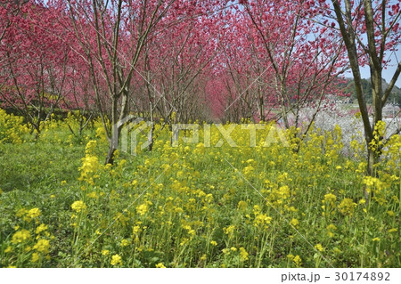 天国に一番近い里 天国に一番近い里 30174892