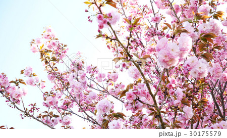 さくらの丘の桜 30175579