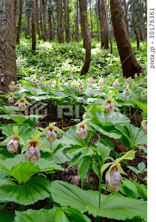 【福島市】水原地区のクマガイソウ 30176361