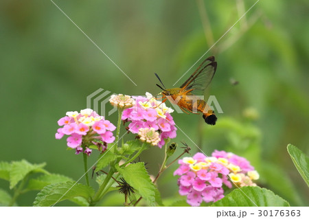 生き物　昆虫　リュウキュウオオスカシバ、オレンジ色が美しい南方系のオオスカシバの仲間 30176363
