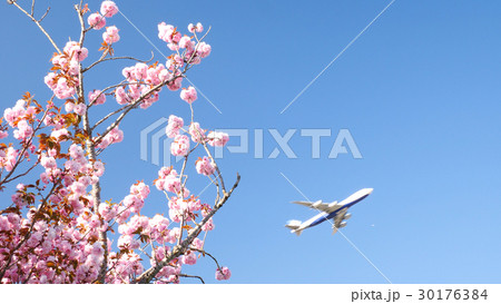桜とジェット機 30176384