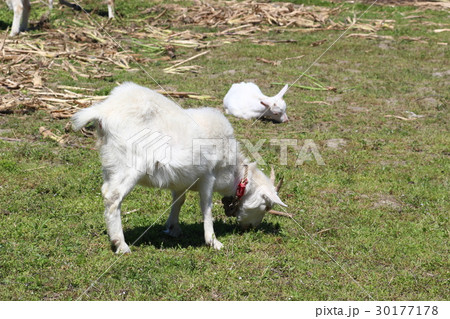 田舎のヤギ 30177178