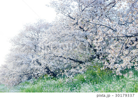 桜の花、ダイコンの花、川辺の風景 30179337