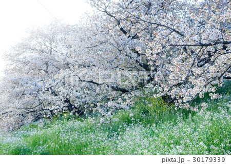 桜の花、ダイコンの花、川辺の風景 桜の花、ダイコンの花、川辺の風景 30179339
