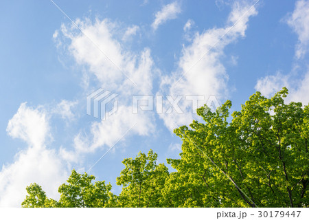 新緑の木々と青空と雲 新緑の木々と青空と雲 30179447