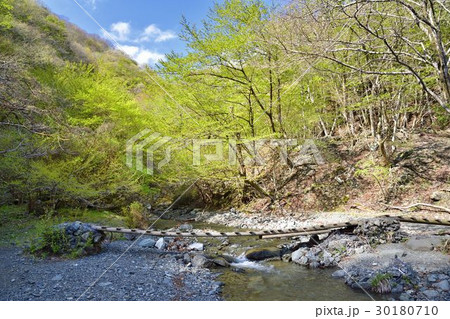 丹沢山地 四十八瀬川二俣 勘七ノ沢出合 の新緑 30180710