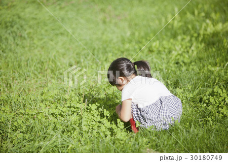 四つ葉のクローバーを探す女の子の写真素材